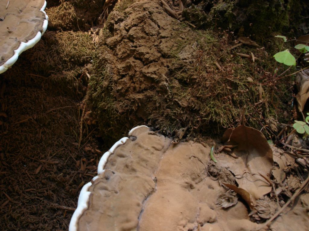 Ganoderma lipsiense? (Ganoderma sp.)